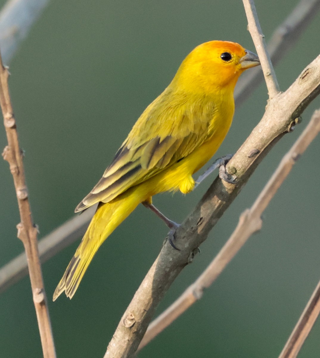Saffron Finch (Saffron) - ML643949815