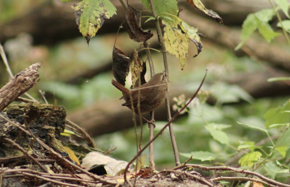 Winter Wren - ML643949817