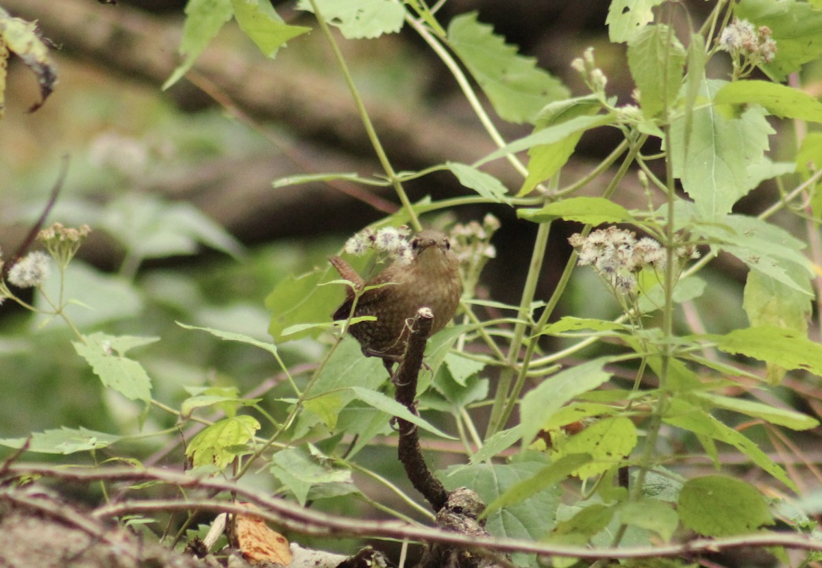 Winter Wren - ML643949818