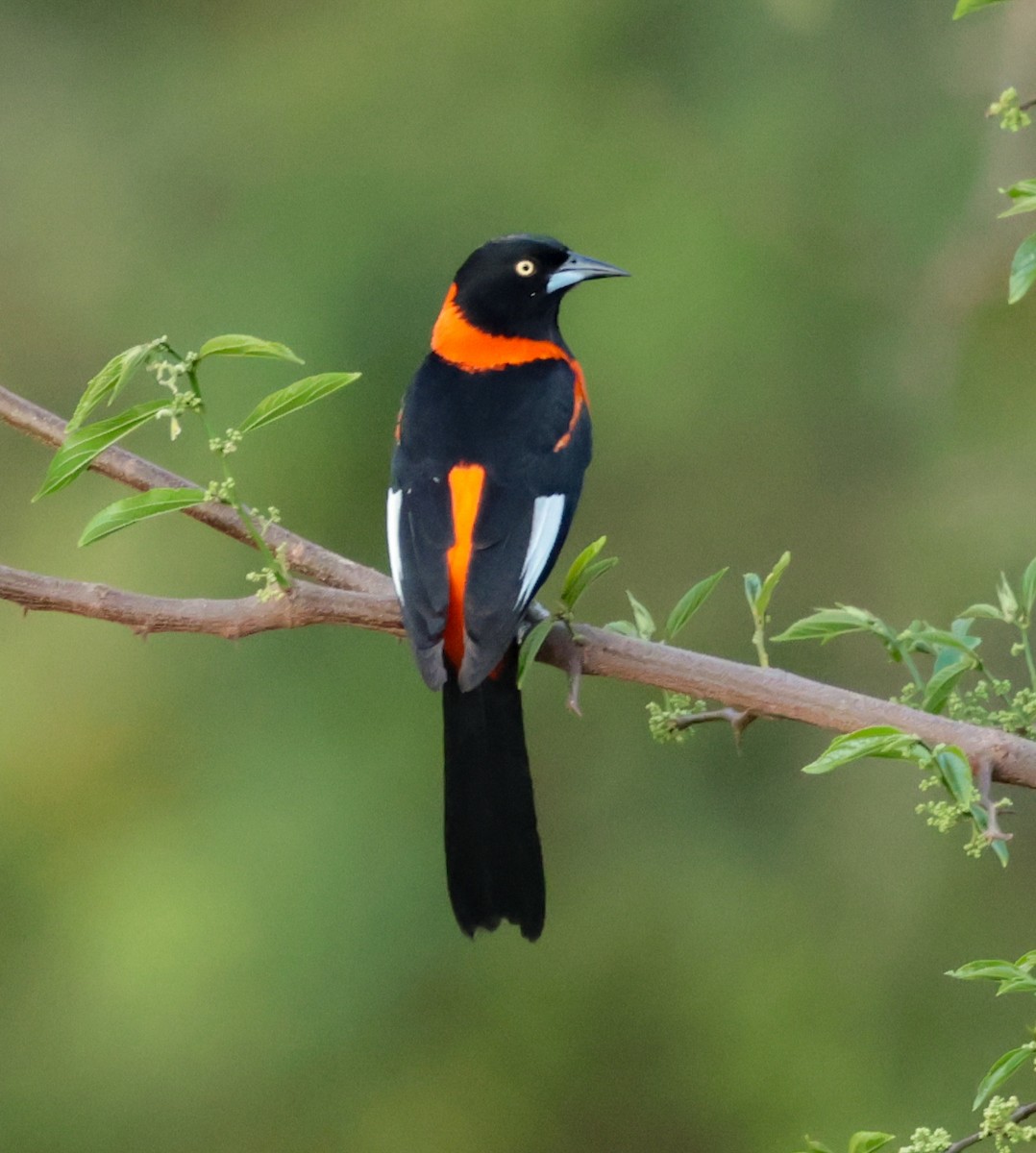 Campo Troupial - ML643949820