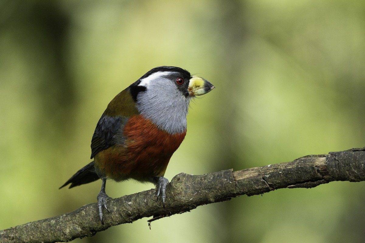 Toucan Barbet - ML643949825