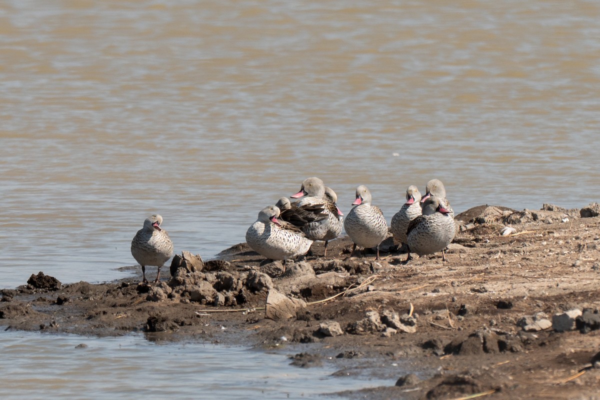 アカハシコガモ - ML643949839