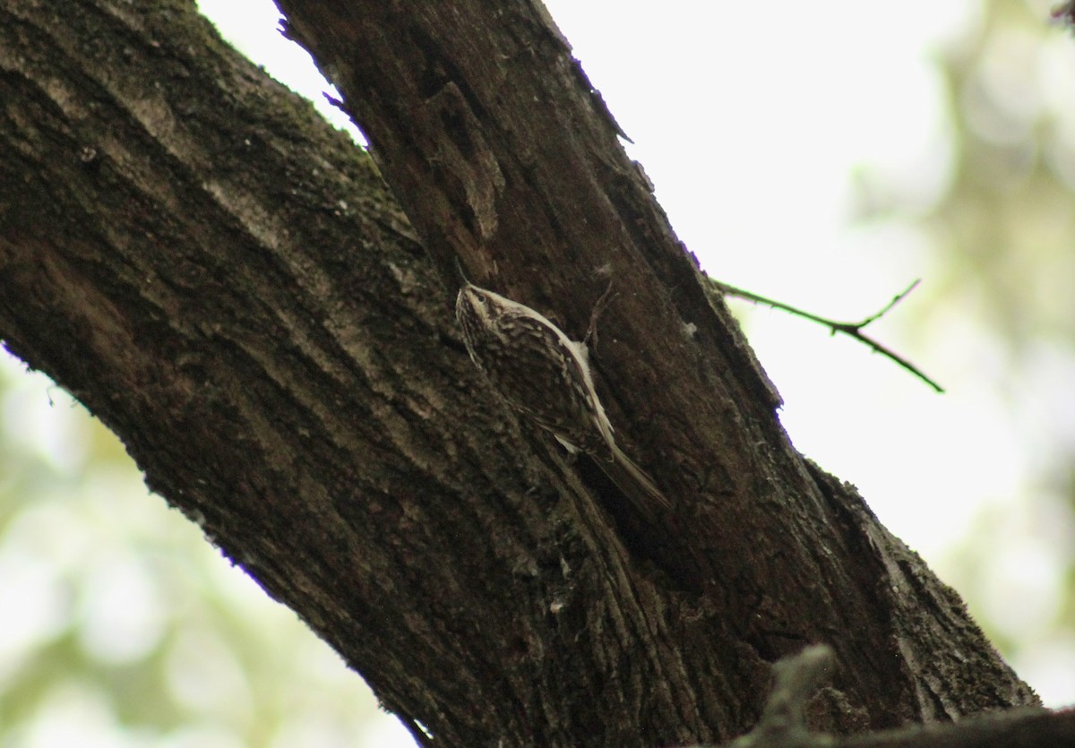 Brown Creeper - ML643949858