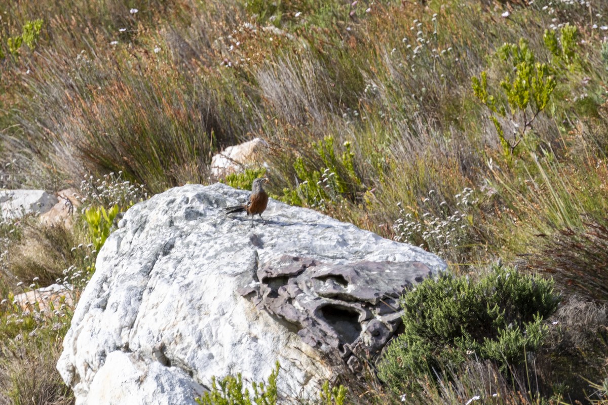 Cape Rockjumper - ML643949867