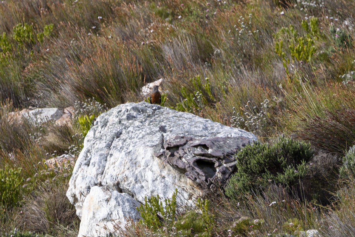 Cape Rockjumper - ML643949869