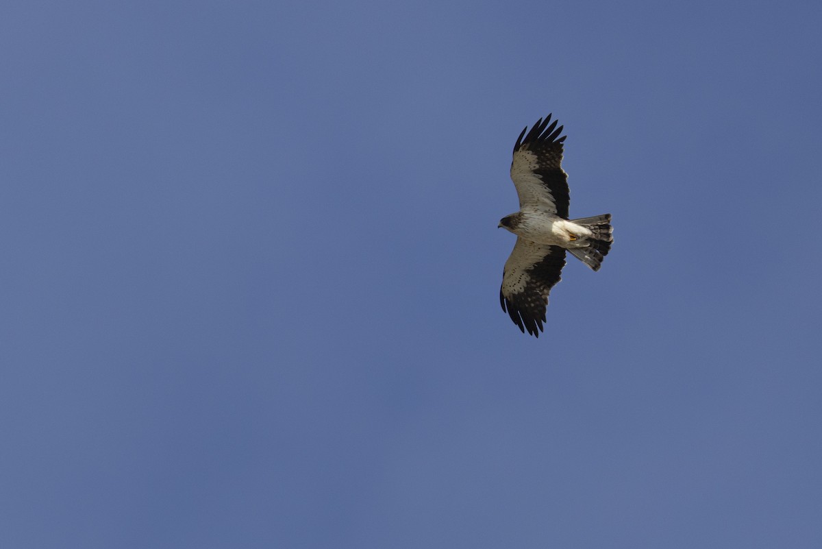 eBird Checklist - 28 Sep 2025 - Rooi-Els - 13 species