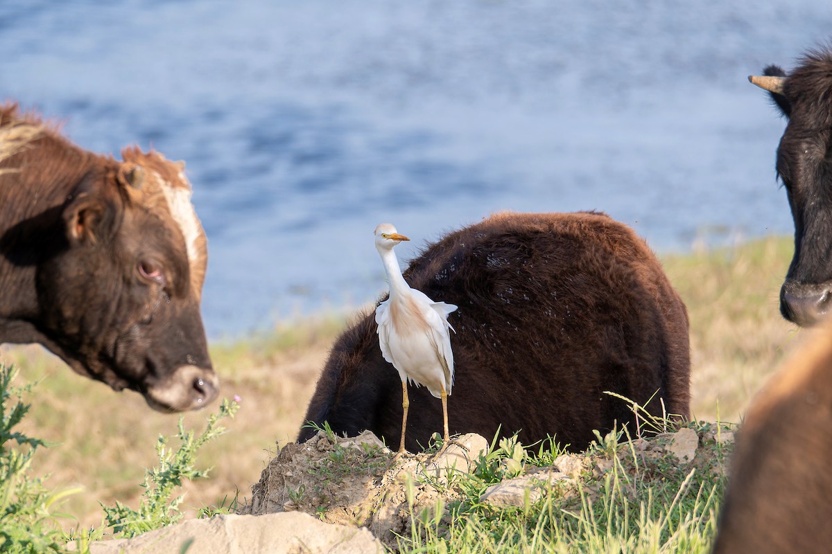 Western Cattle-Egret - ML643949905
