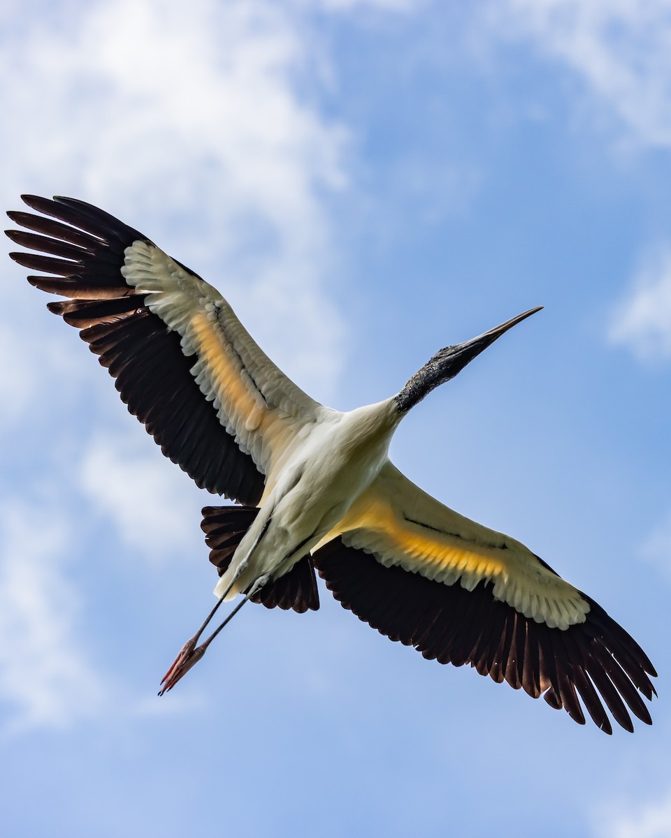 Wood Stork - ML643949916