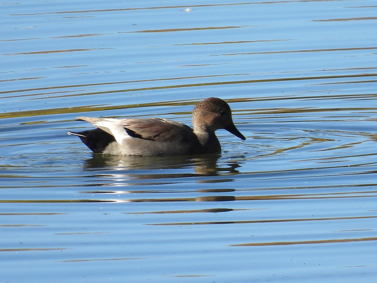 Gadwall - ML643949928