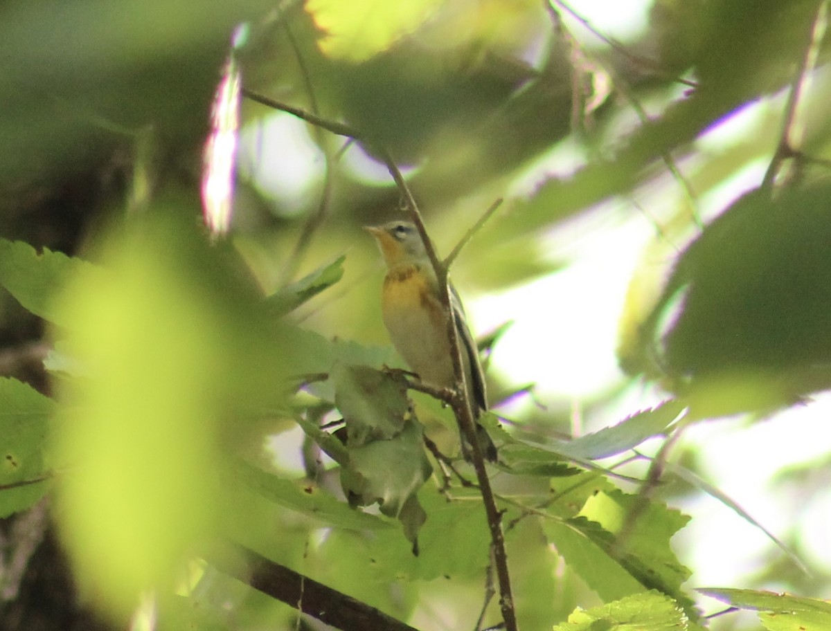 Northern Parula - ML643949931