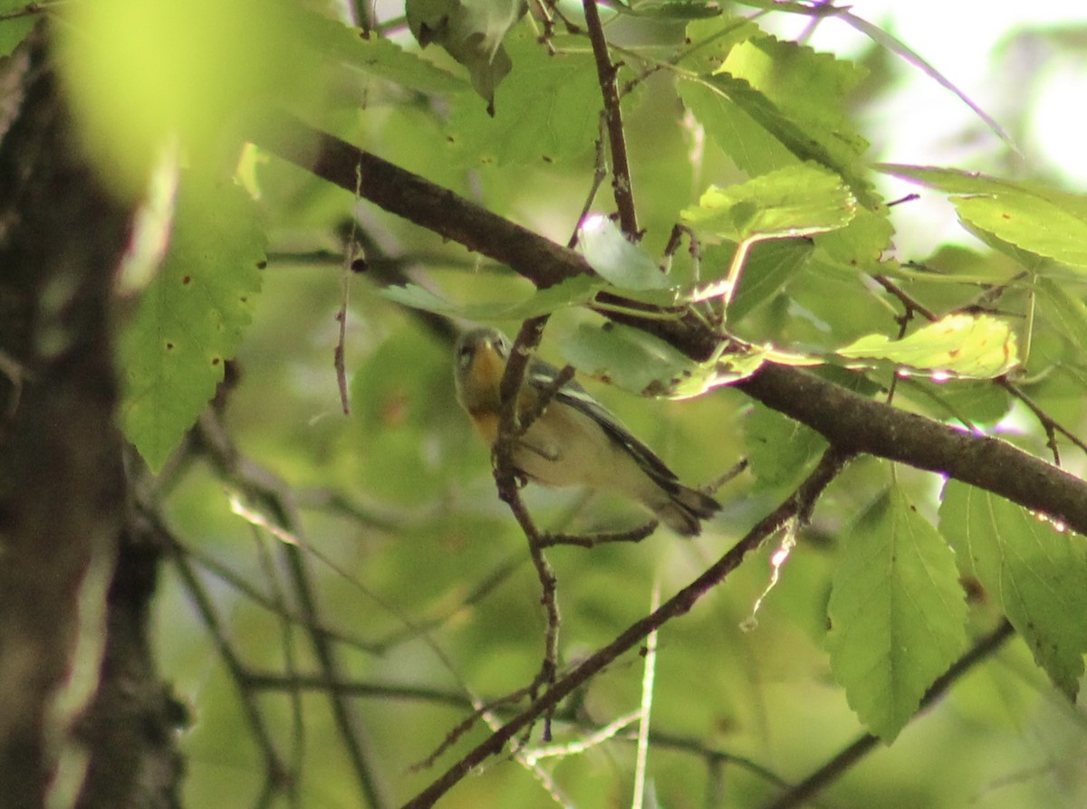 Northern Parula - ML643949932