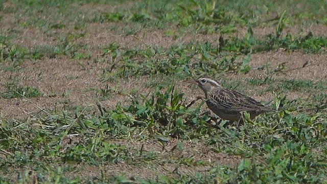 Western Meadowlark - ML643949935