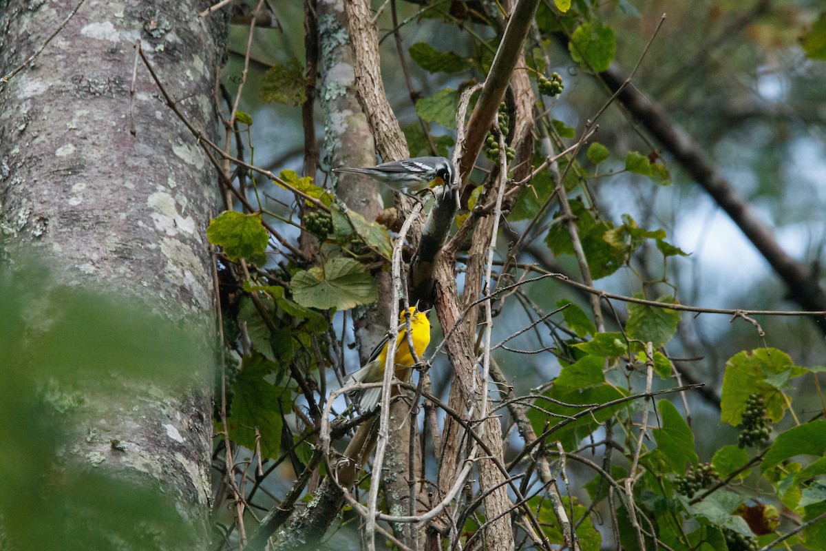 Yellow-throated Warbler - ML643949943