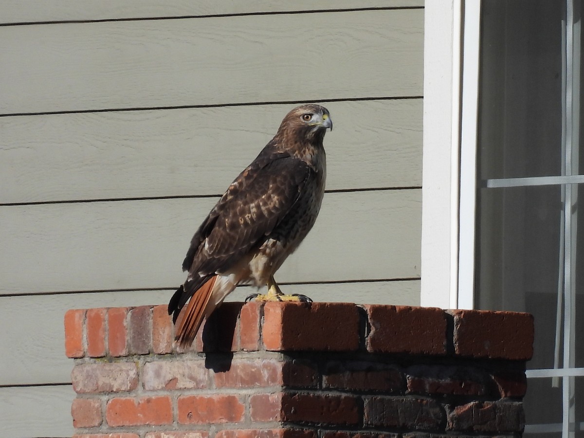 Red-tailed Hawk - ML643949948