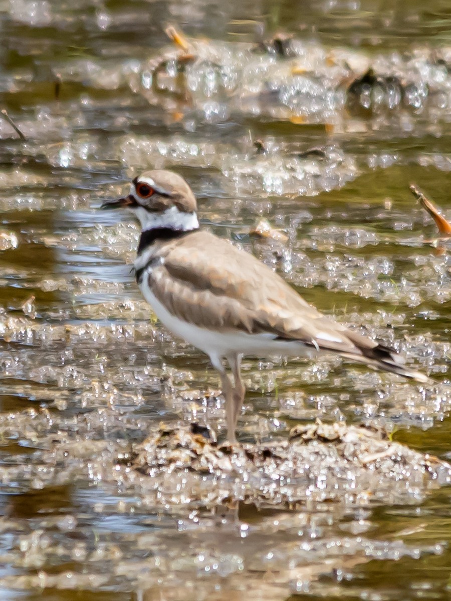 Killdeer - ML643949949