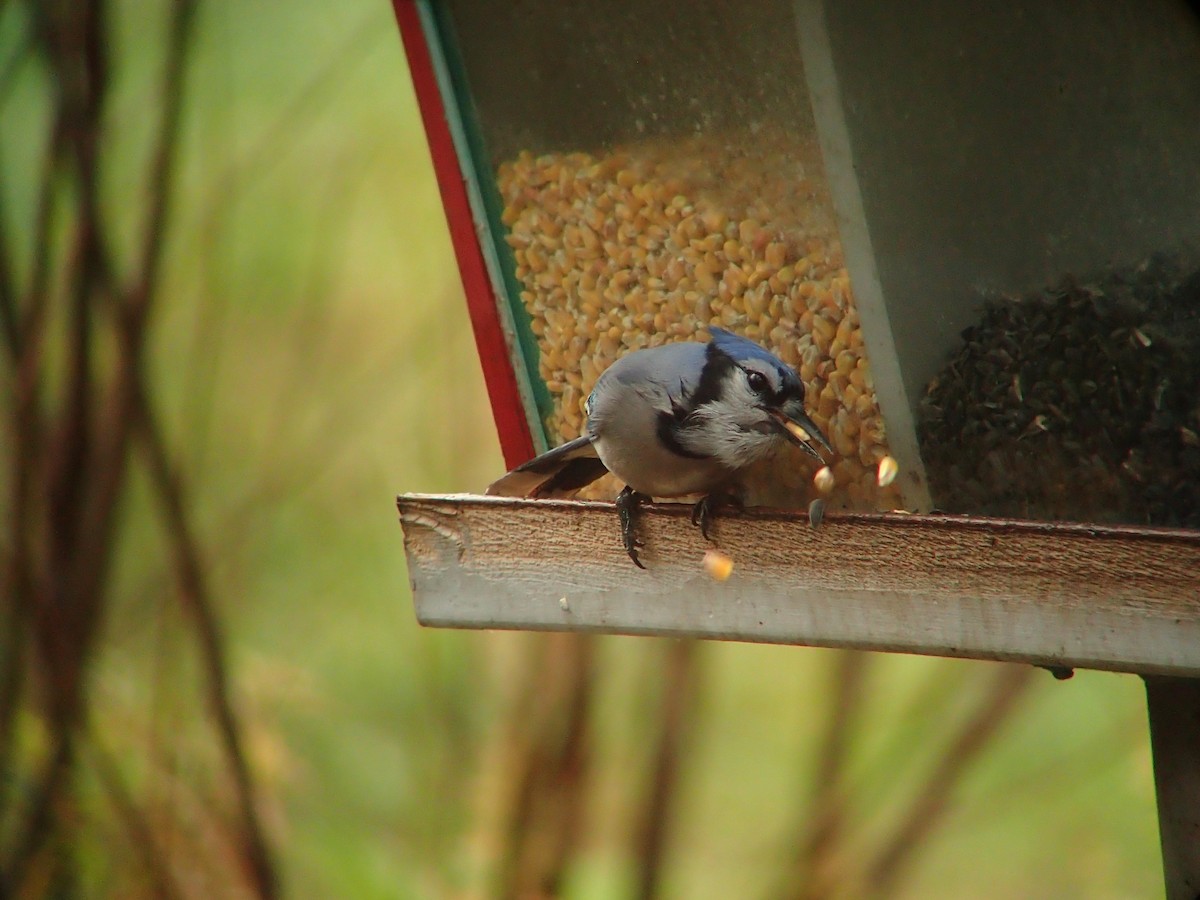 Blue Jay - ML643949971