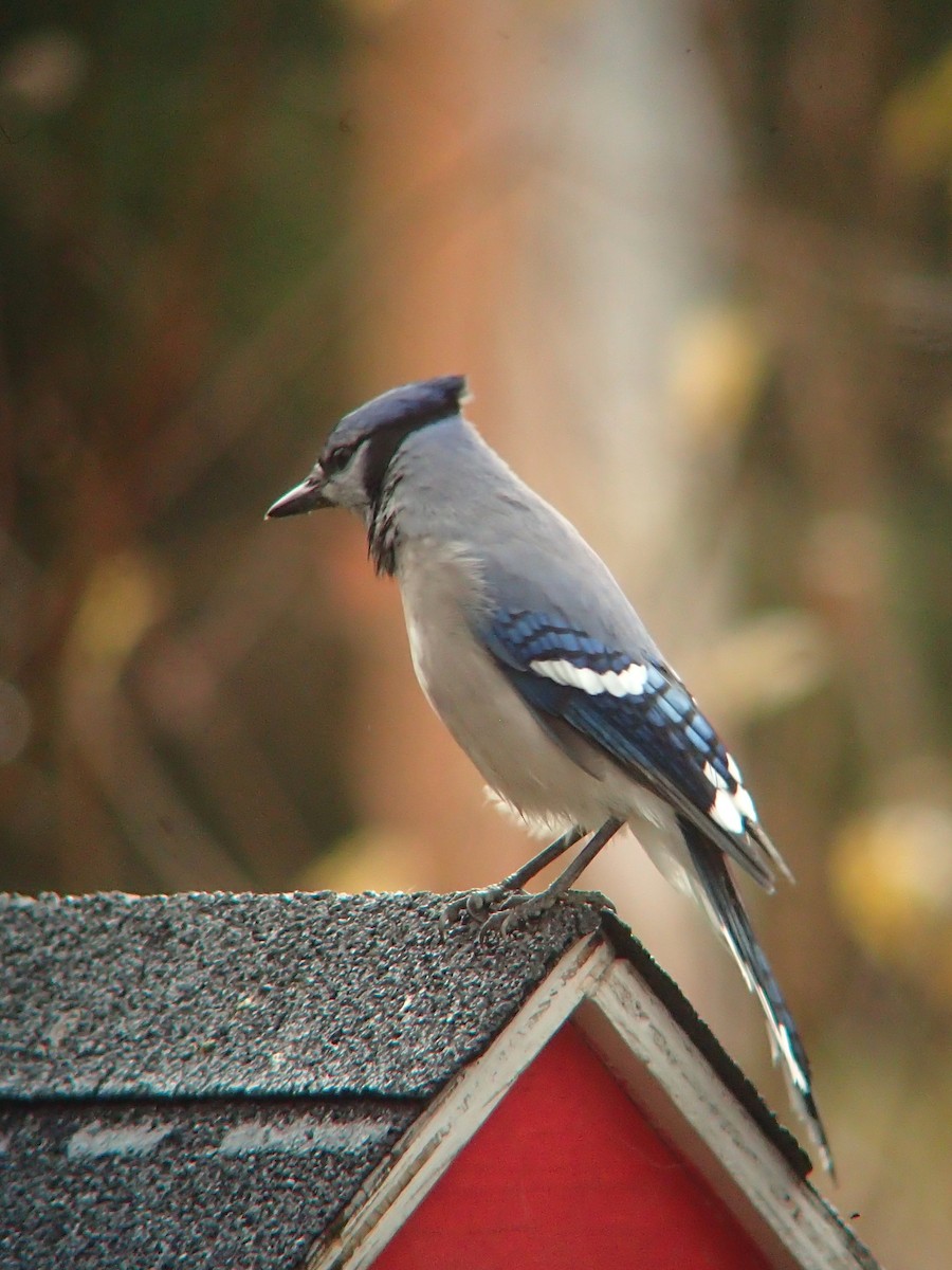 Blue Jay - ML643949978
