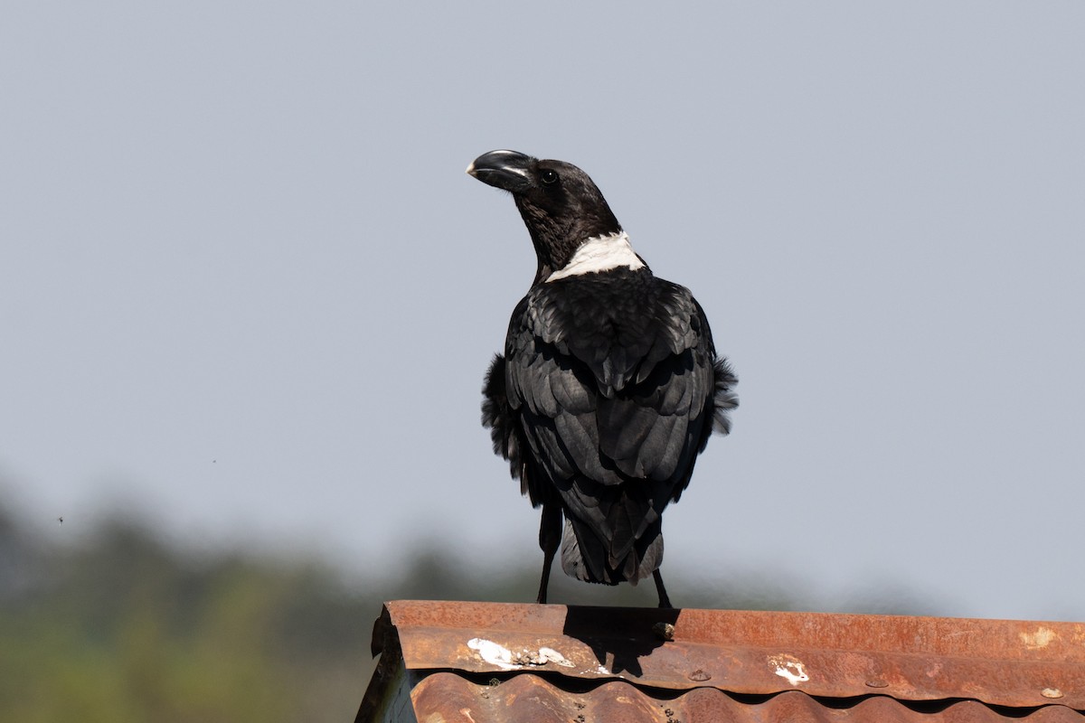 White-necked Raven - ML643949981
