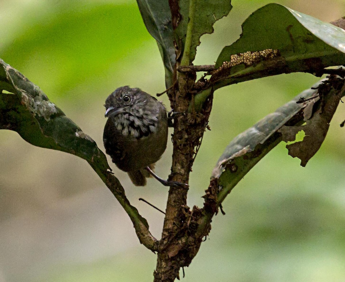 Checker-throated Stipplethroat - ML643949983