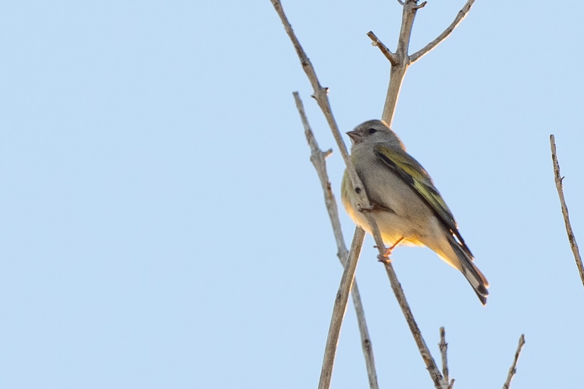 Lawrence's Goldfinch - ML643949986