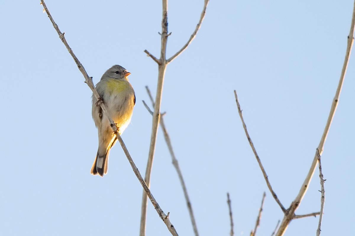 Lawrence's Goldfinch - ML643949987