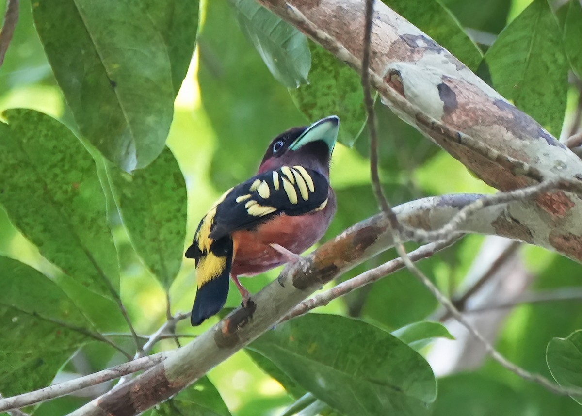 Banded Broadbill - ML643949997