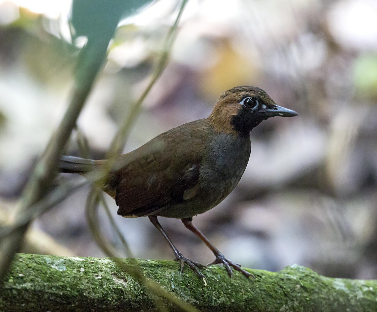Black-faced Antthrush - ML643950002