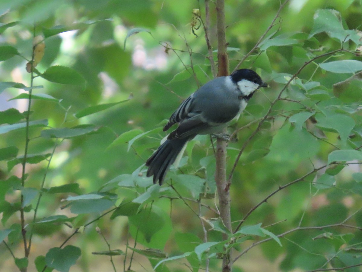 Great Tit (Turkestan) - ML643950020