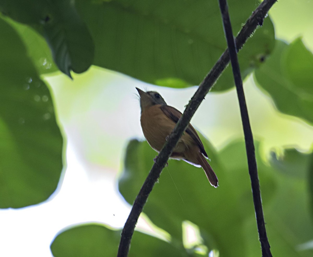 Ruddy-tailed Flycatcher - ML643950026