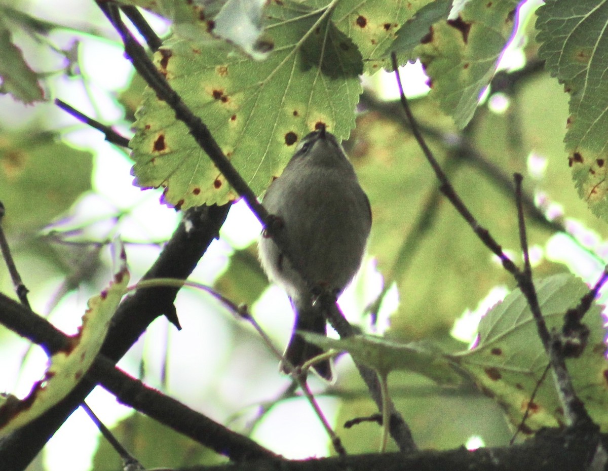 Golden-crowned Kinglet - ML643950030