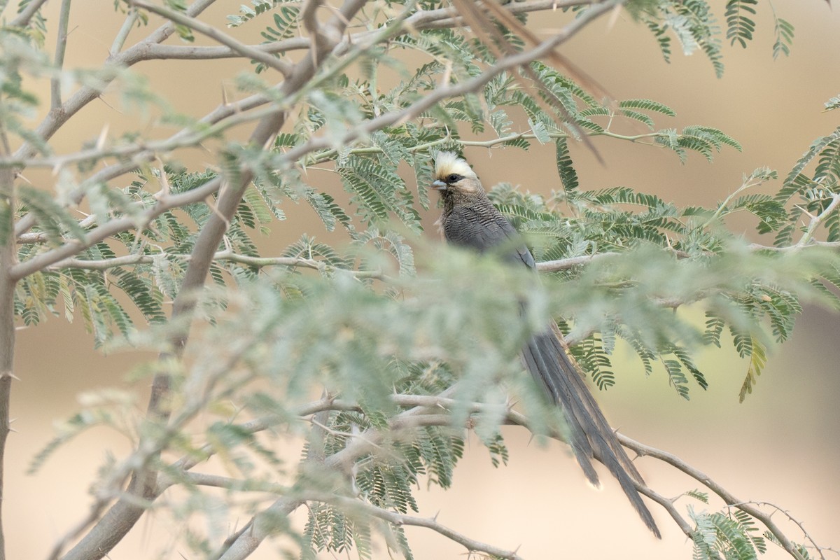 White-headed Mousebird - ML643950038
