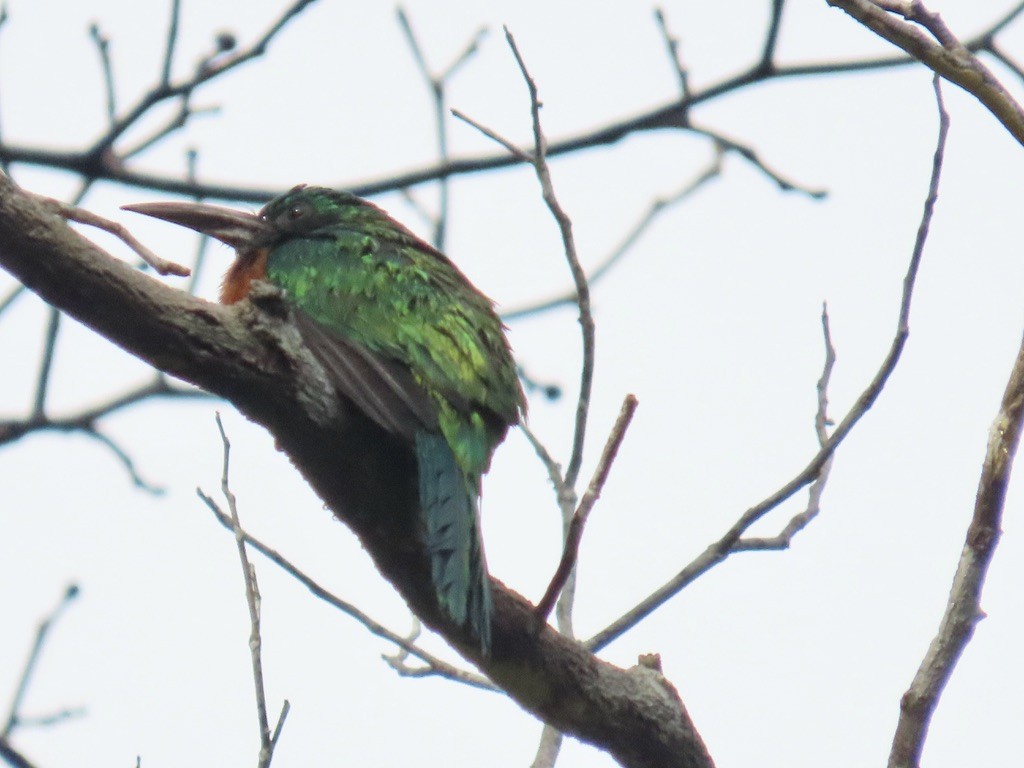Great Jacamar - ML643950042