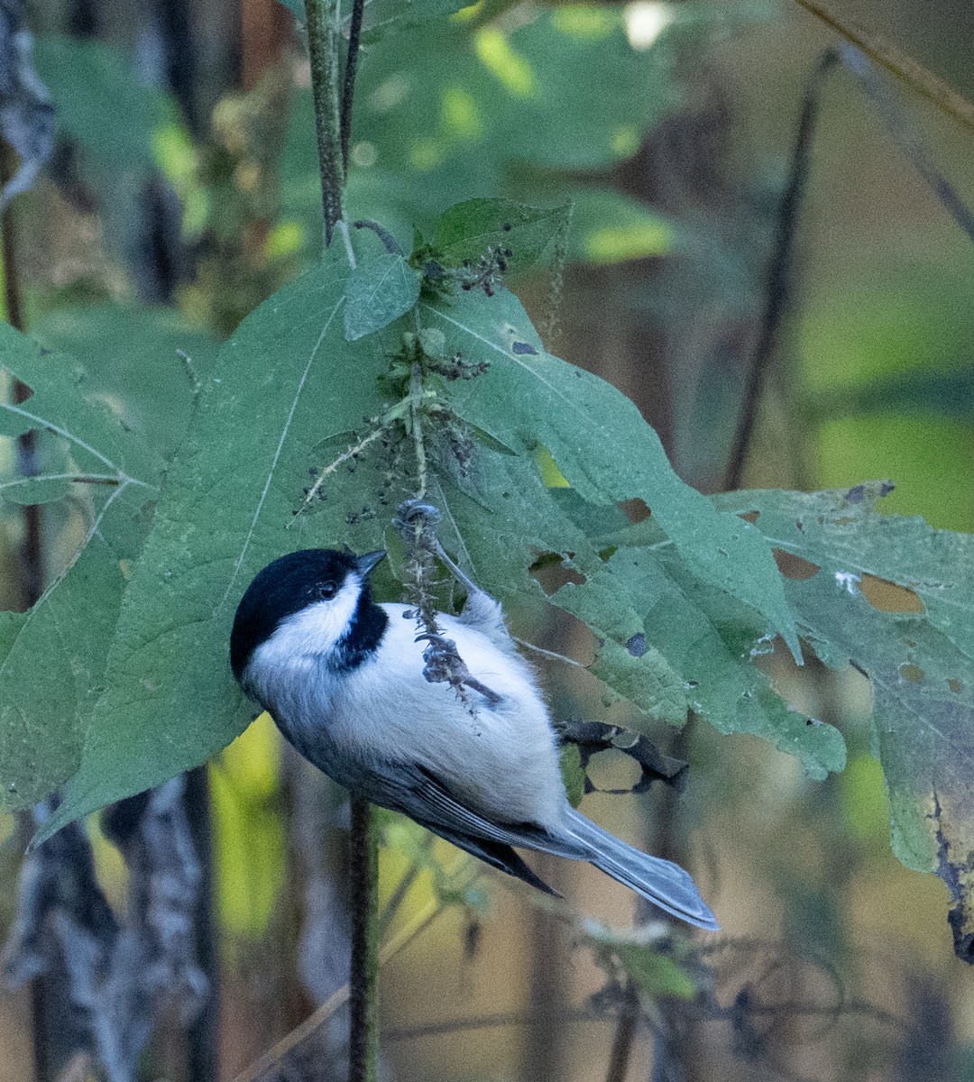 Carolina Chickadee - ML643950066