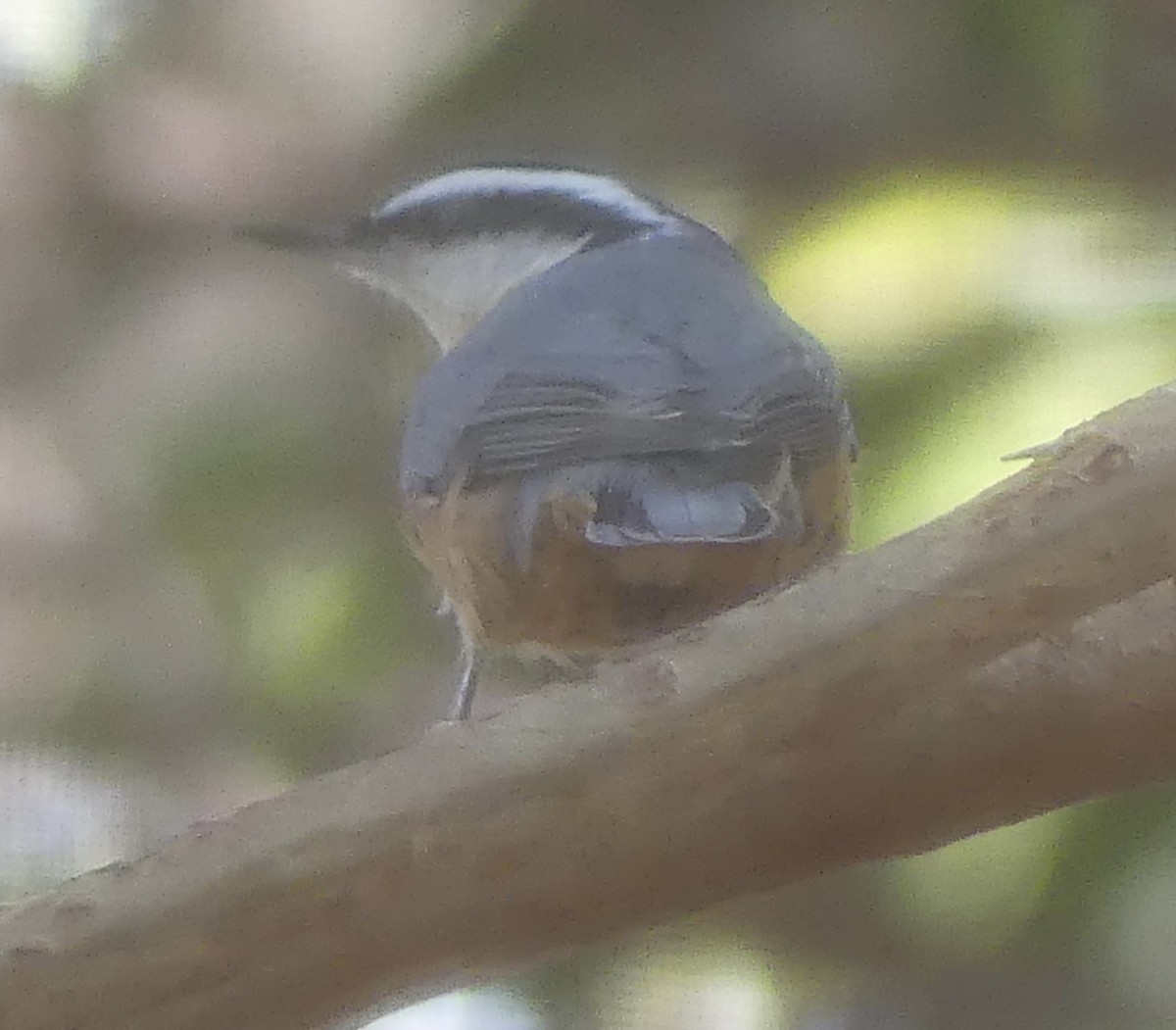 Red-breasted Nuthatch - ML643950071