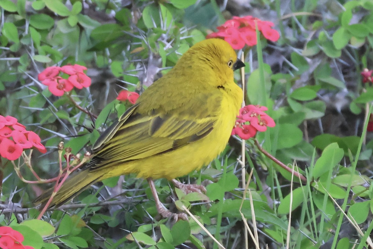 Holub's Golden-Weaver - ML643950083