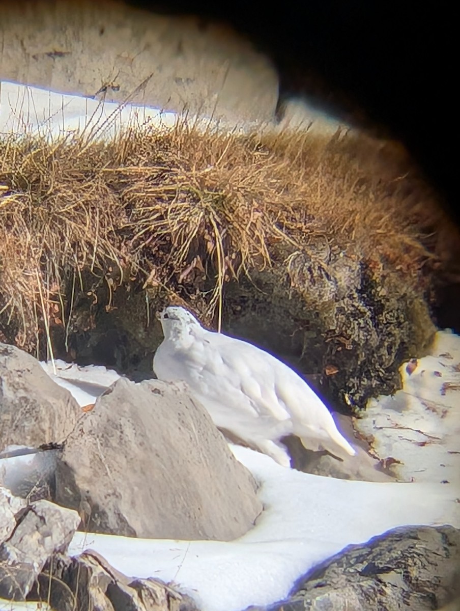 White-tailed Ptarmigan - ML643950092