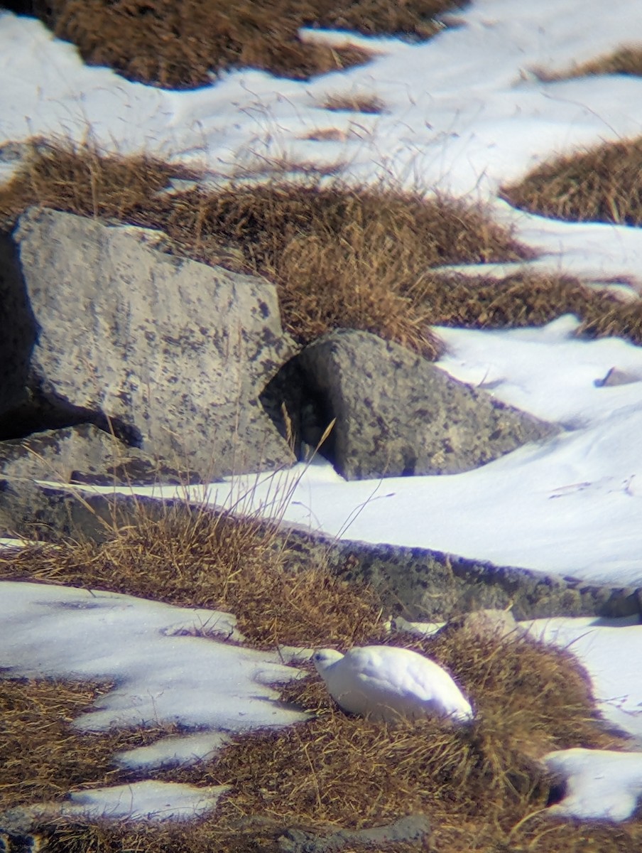 White-tailed Ptarmigan - ML643950093