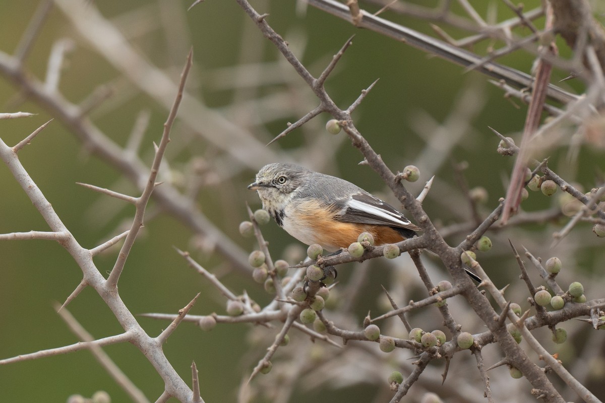 Banded Parisoma - ML643950094