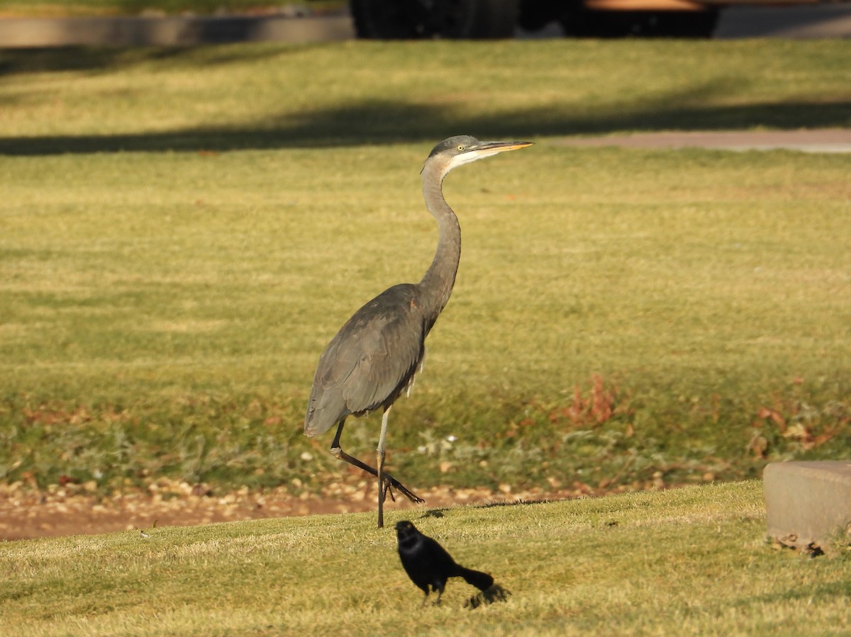Great Blue Heron - ML643950153