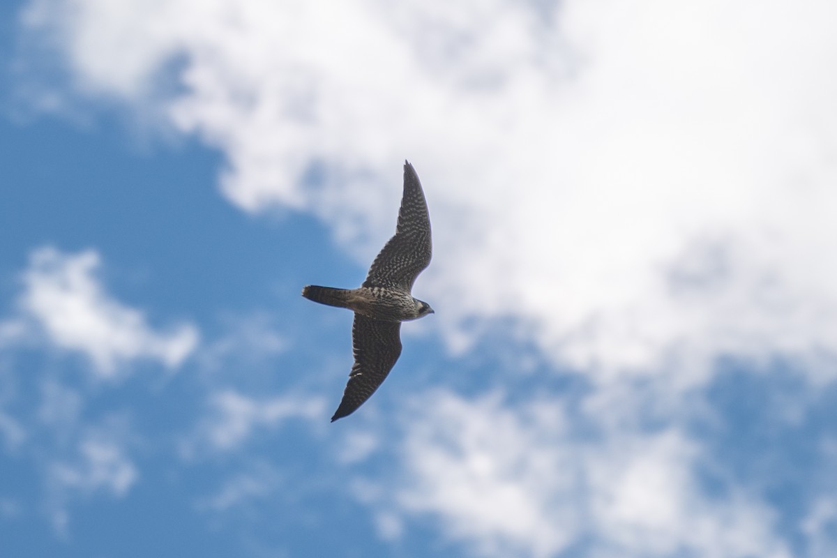 sokol stěhovavý - ML643950161