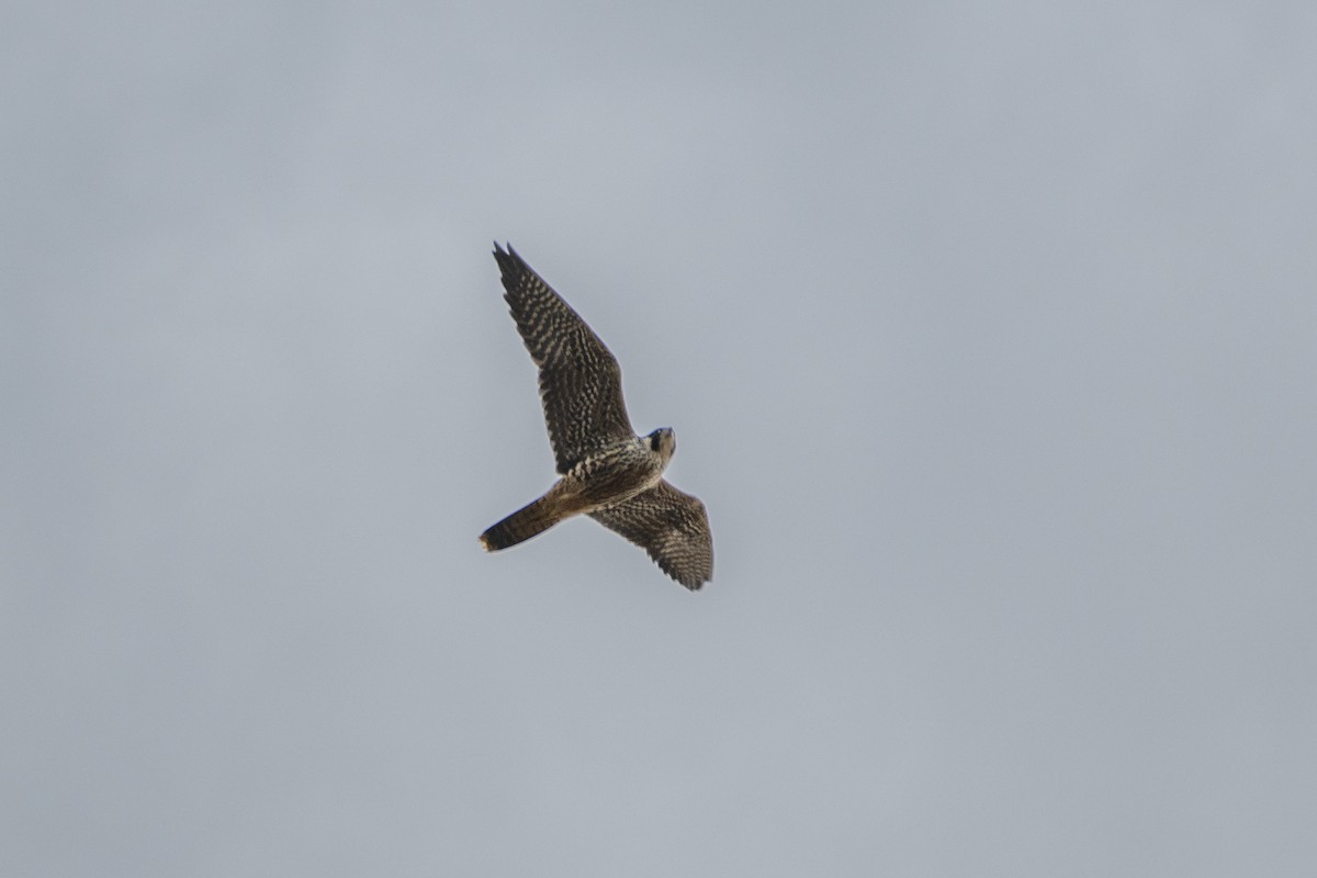 sokol stěhovavý - ML643950162