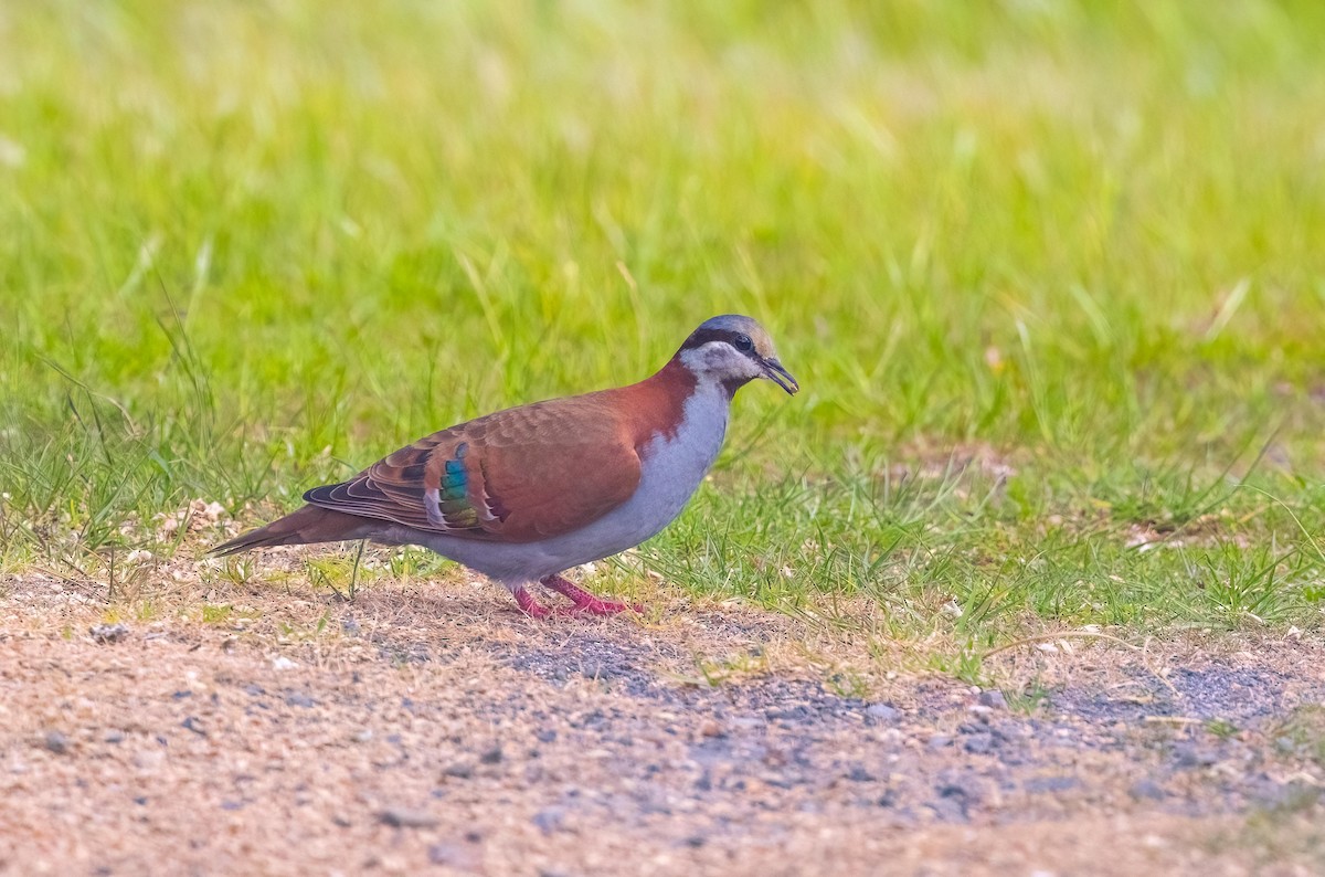 holub pestrokřídlý - ML643950171