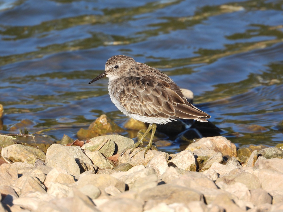 Least Sandpiper - ML643950174