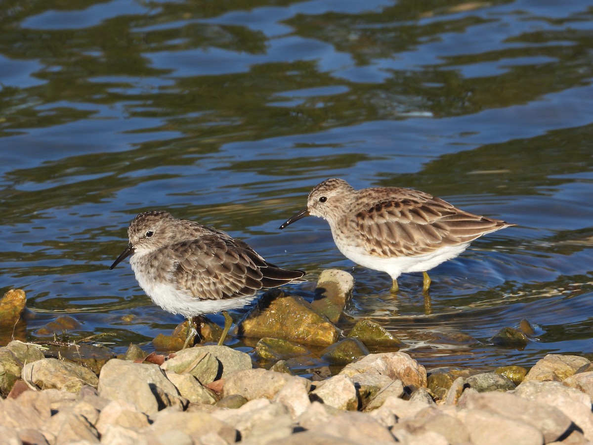 Least Sandpiper - ML643950175