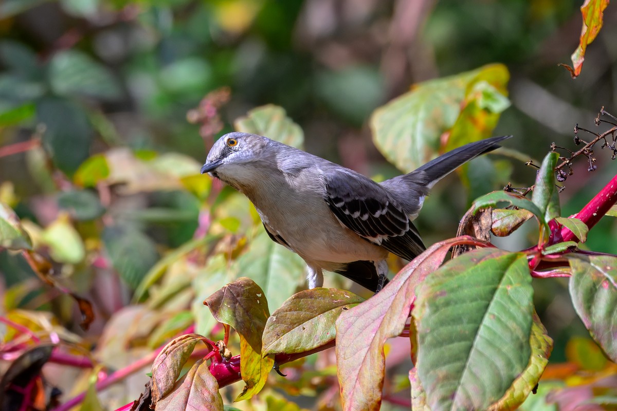 drozdec mnohohlasý - ML643950189