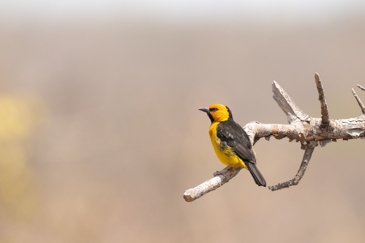 Black-necked Weaver - ML643950213