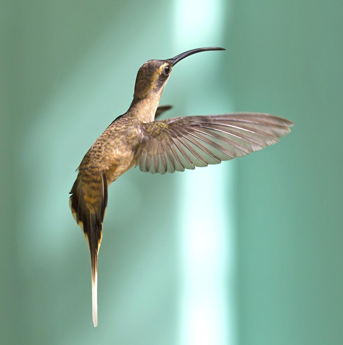 Long-billed Hermit - ML643950219