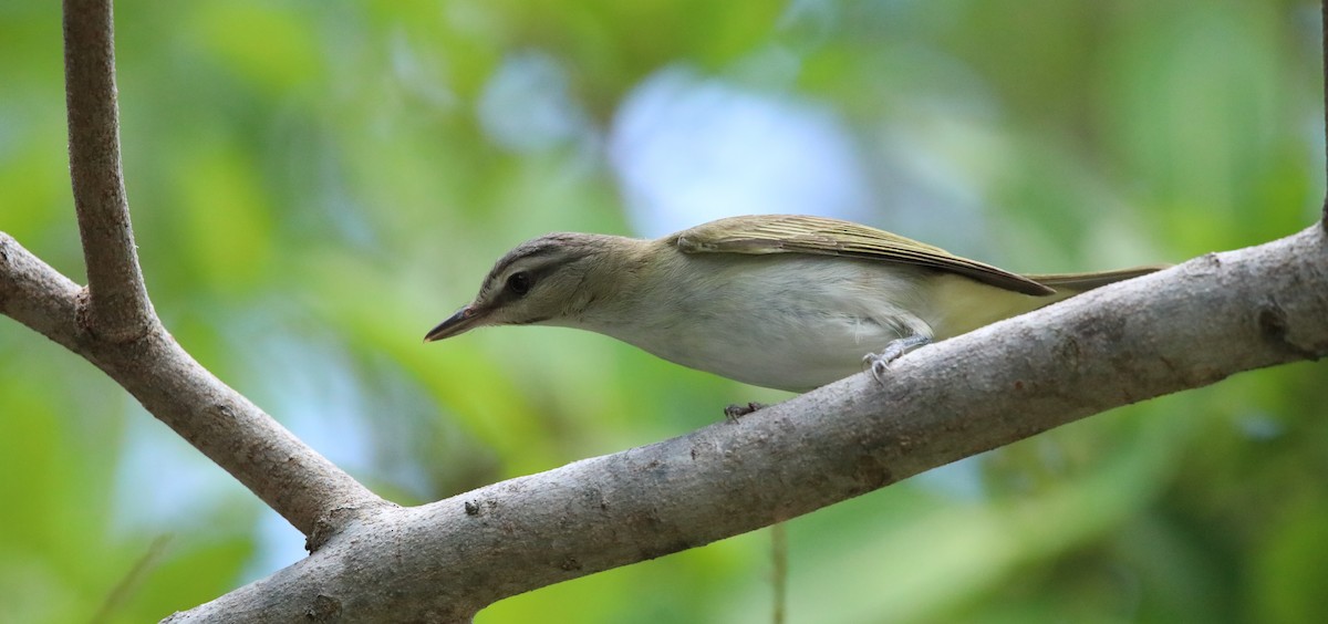 Black-whiskered Vireo - ML643950223