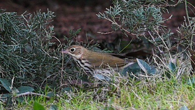 Ovenbird - ML643950228