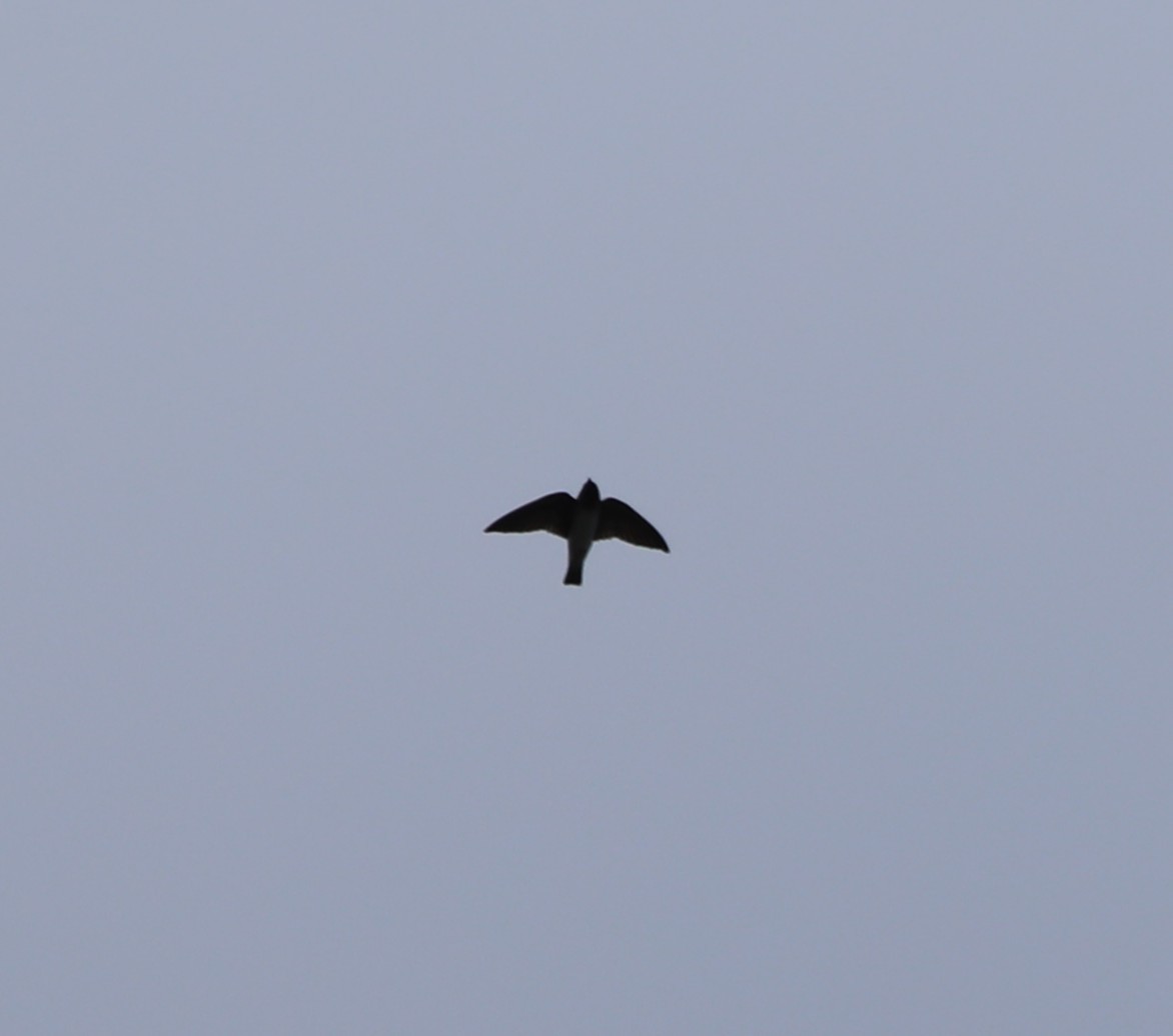 Cliff Swallow - ML643950251